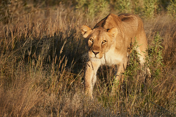 Leonessa in the African bush