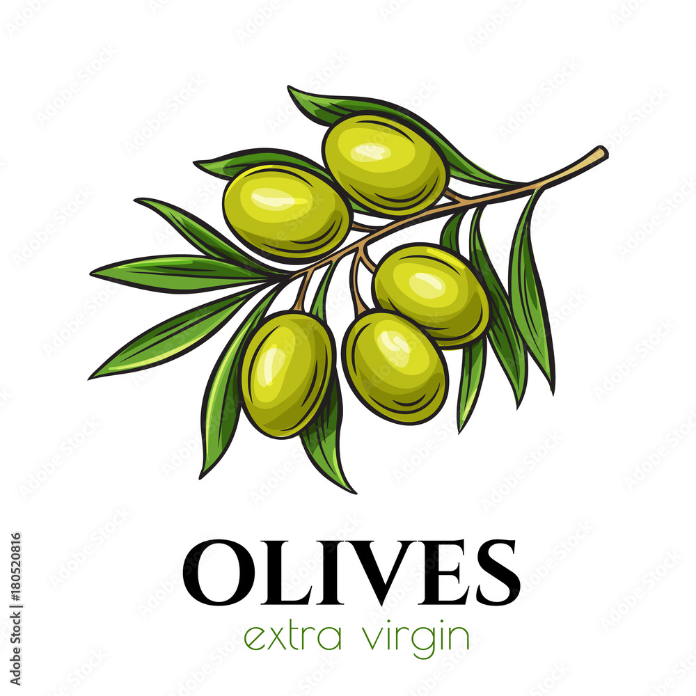 Wall mural hand drawn olives icon