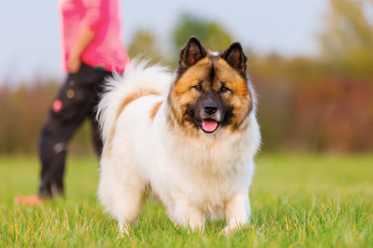 outdoor portrait of an elo dog