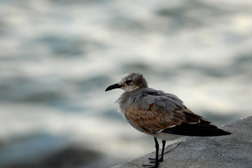 Molting Gull
