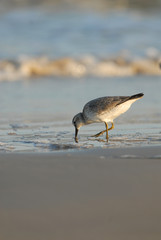 Dining on The Coast