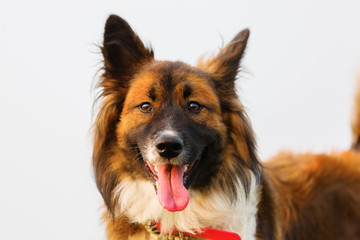 portrait of a cute Elo dog