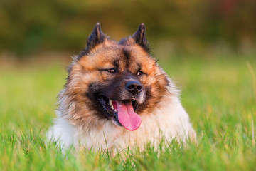 Fototapeta na wymiar portrait of a cute Elo dog