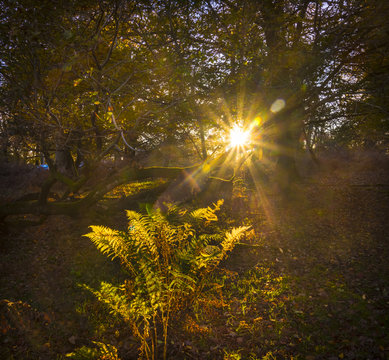 Sunlight streams through trees and leaves in the New Forest