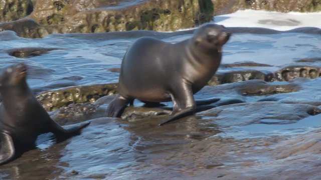 Playful sea lion pups scramble across the rocky shore on a beautiful day in La Jolla, California