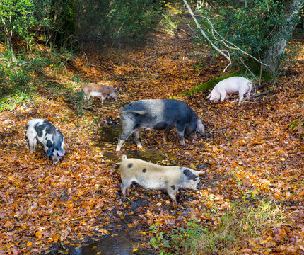 Pigs hunt for food in a stream in the New Forest