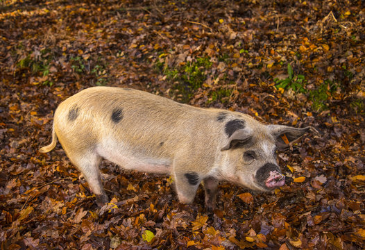 A pigs hunts for food in fallen autumn leaves in the New Forest