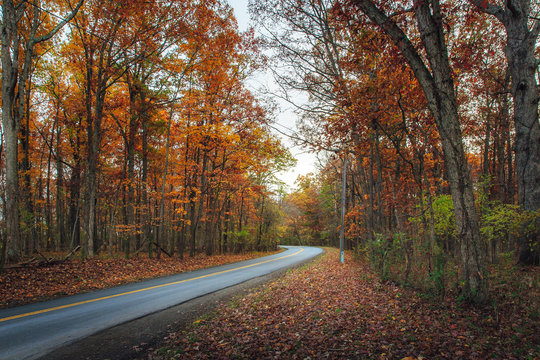 Country road in a forest of orange autumn foliage