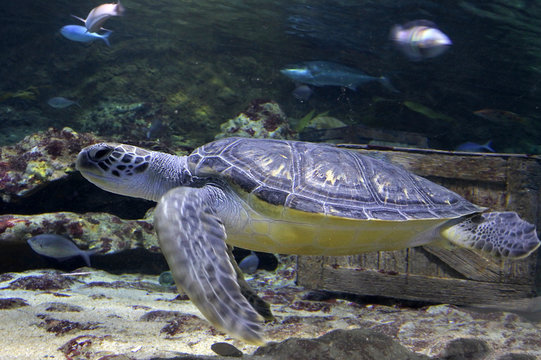 Hawksbill Marine sea Turtle