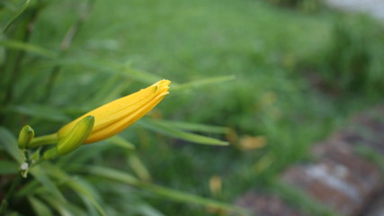 Broto de lírio amarelo com fundo desfocado