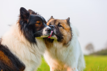 two Elo dogs together outdoors