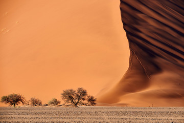 Namib Desert Dune