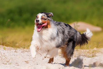 Australian Shepherd dog runs outdoors