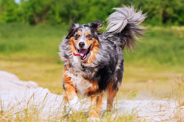 Australian Shepherd dog runs outdoors