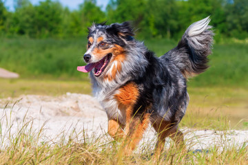 Fototapeta premium Australian Shepherd dog runs outdoors
