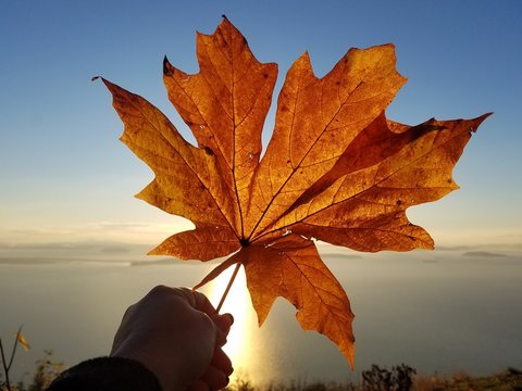 Big Leaf