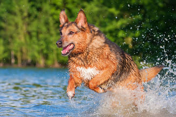 German Shepherd hybrid runs through the water