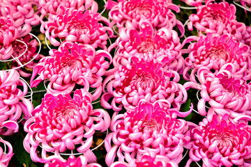 満開のピンクの菊