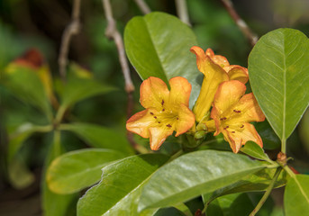 Yellow flowers in the morning dew