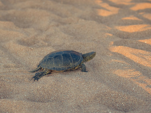 Beautiful small turtle crawling on the sand near the sea.