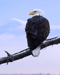 Kootenai National Wildlife Refuge