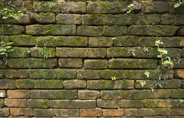 Moss on old brick wall