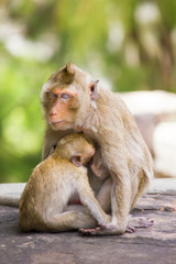 baby monkey eating milk from mother's breast