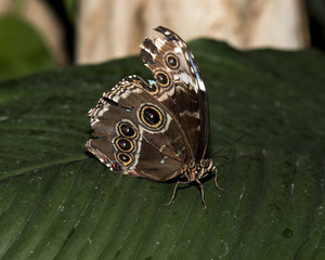 Fototapeta premium Junonea coenia - Common Buckeye butterfly