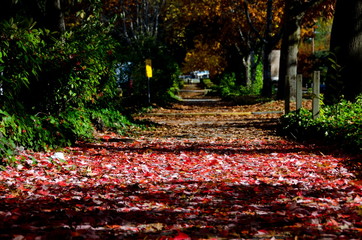 Red colors a shadows on a alley near Marymoor park -2
