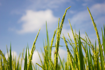rice field in north Thailand, nature food landscape background.