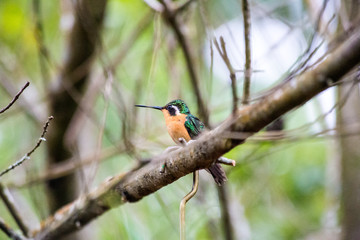 Humming bird from Costa Rica