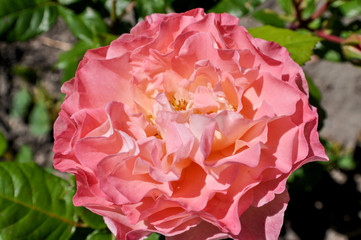rosa Duftrose, Nahaufnahme