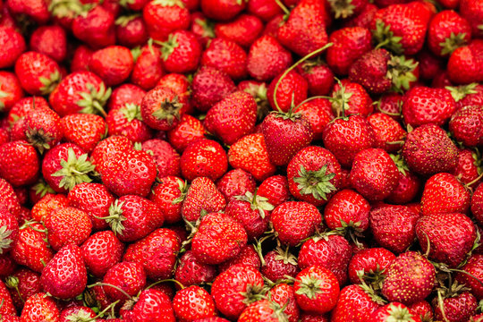 Many berries of natural strawberries