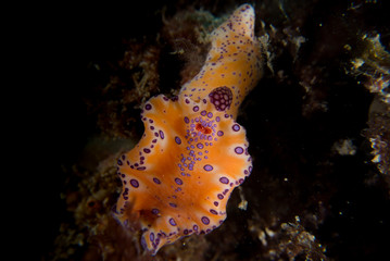 Ceratosoma brevicaudatum (AU) photographed off Perth, WA, Australia