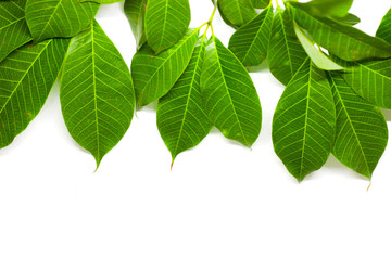 Green Leaves background