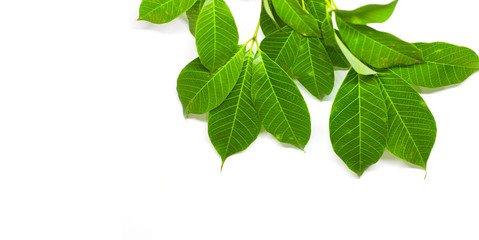 Green Leaves background