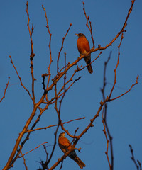 Two Little Birdies Sittin' in a Tree