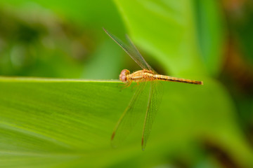 Dragonfly on Leaf