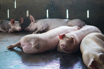 Group of pig sleeping eating in the farm.