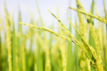 rice field in north Thailand, nature food landscape background