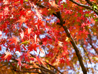 紅葉の季節