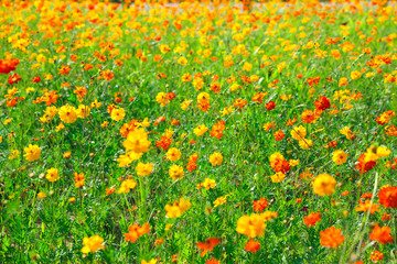 A field of flowers