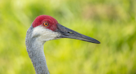 Sandhill crane close up head shot