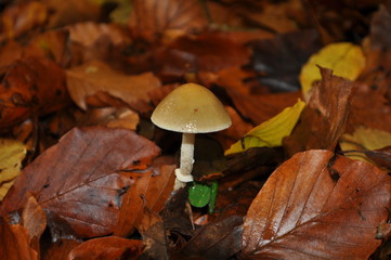 Pilz im Nationalpark Jasmund