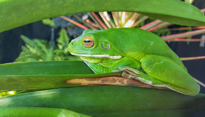 green frog camouflaged