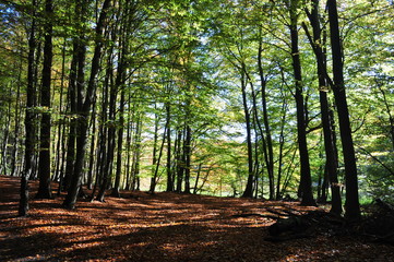 Nationalpark Jasmund