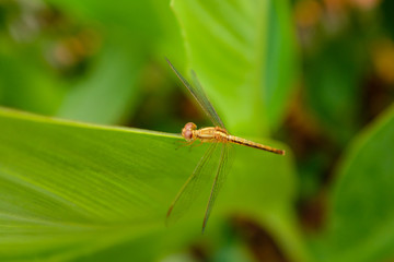 Dragonfly on Leaf