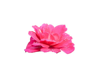 Blossom pink rose on white isolated background