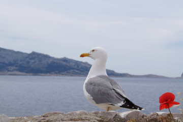 Gaviota mirando al horizonte