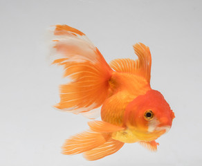 Goldfish isolate on a gray background